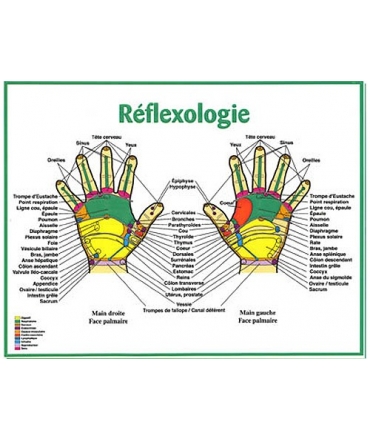 8.5 x 11 - Réflexologie des mains